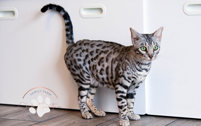 bengal kitten for sale